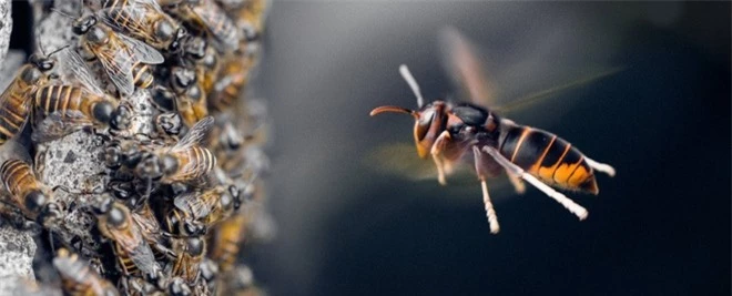 Lần đầu tiên trong lịch sử khoa học chứng kiến loài ong biết dùng công cụ, nhưng họ lại cảm thấy... buồn nôn - Ảnh 1.
