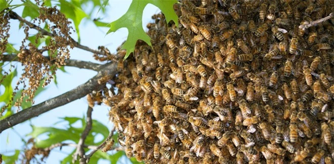 Lần đầu tiên trong lịch sử khoa học chứng kiến loài ong biết dùng công cụ, nhưng họ lại cảm thấy... buồn nôn - Ảnh 2.