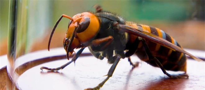 Lần đầu tiên trong lịch sử khoa học chứng kiến loài ong biết dùng công cụ, nhưng họ lại cảm thấy... buồn nôn - Ảnh 3.