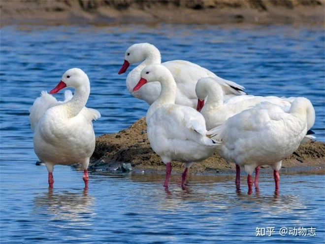 Tại sao ao tù mới được hình thành, không thông với sông hồ lại sinh ra cá một cách vô cớ? - Ảnh 5.