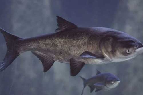 Tại sao ao tù mới được hình thành, không thông với sông hồ lại sinh ra cá một cách vô cớ?