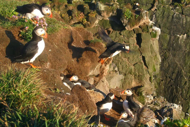 Ngắm chim tại vách đá ở Iceland