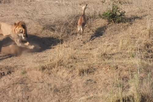 CLIP: Linh dương chơi chiêu độc, đôi sư tử tẽn tò chịu thua