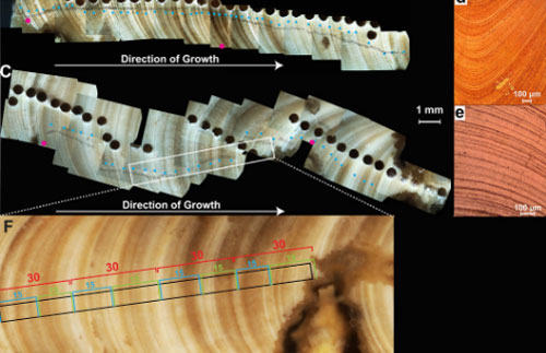 Một năm trên Trái Đất từng có 372 ngày