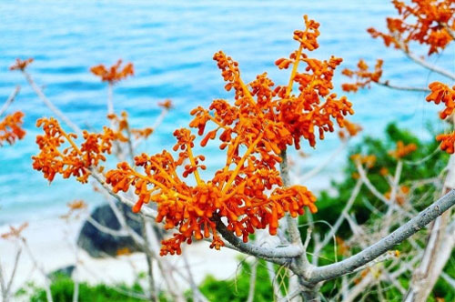 Chồng mất, tôi có phải nuôi mẹ chồng?