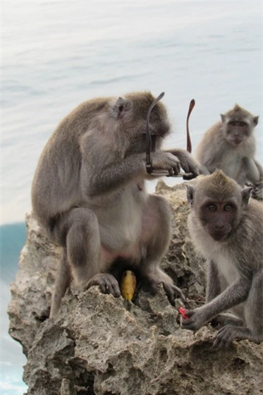 Những con khỉ trộm cướp ở Indonesia ngày càng thông minh, có thể nhận biết món đồ giá trị cao để lấy rồi đòi tiền chuộc - Ảnh 1.