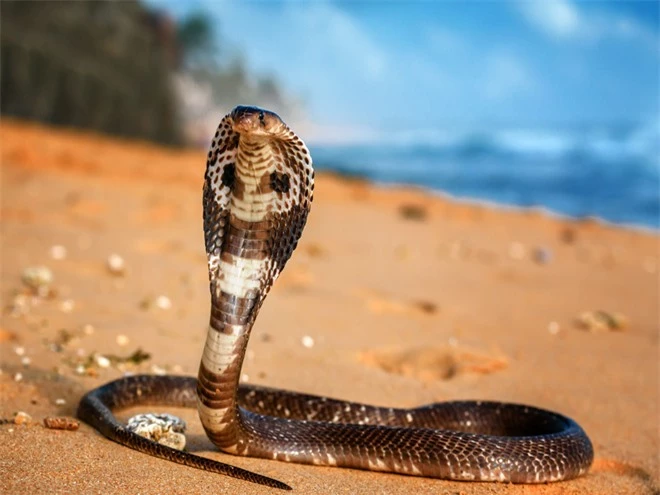 Tại sao một số loài rắn độc không bao giờ bị trúng nọc độc của chính nó: Các nhà khoa học đã tìm ra câu trả lời - Ảnh 1.