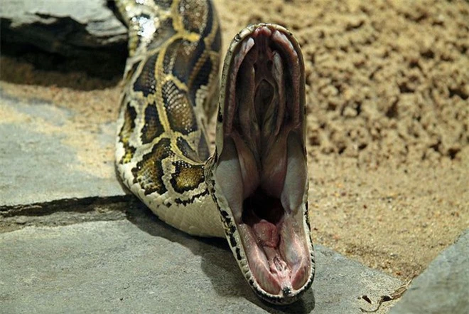 Tại sao một số loài rắn độc không bao giờ bị trúng nọc độc của chính nó: Các nhà khoa học đã tìm ra câu trả lời - Ảnh 2.