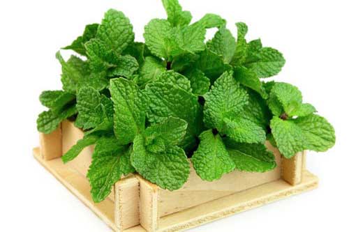 Các bài thuốc dân gian điều trị tiêu chảy