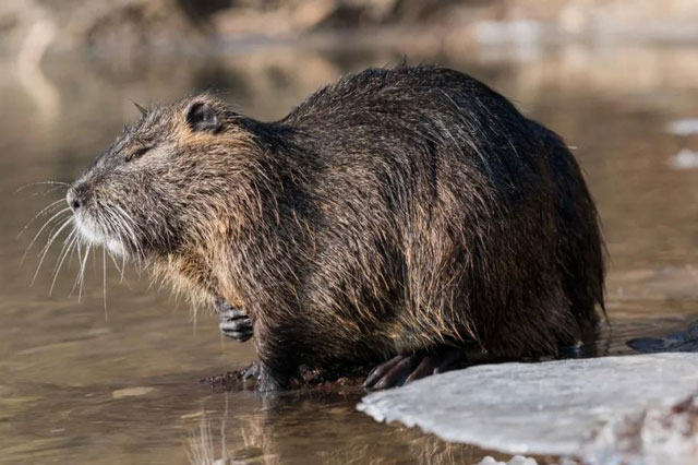 Loài động vật nhỏ bé đầy lông lá này bỗng chốc trở thành "tội phạm bị truy nã" vì sự ăn tàn phá hại của mình