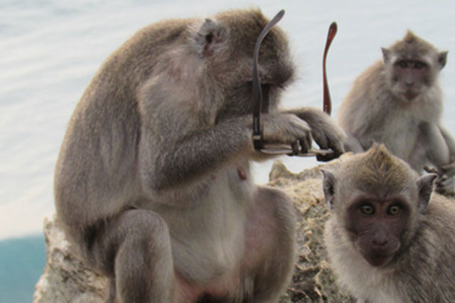 Những con khỉ trộm cướp ở Indonesia ngày càng thông minh, có thể nhận biết món đồ giá trị cao để lấy rồi đòi tiền chuộc