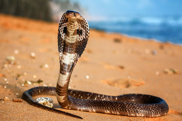 Tại sao một số loài rắn độc không bao giờ bị trúng nọc độc của chính nó: Các nhà khoa học đã tìm ra câu trả lời