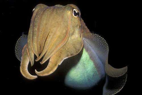 Bất ngờ, mực nang có thể vượt qua bài kiểm tra nhận thức của con người