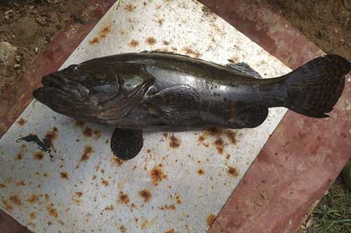 Mười năm sau vụ rò rỉ hạt nhân, "cá nhiễm phóng xạ" lại xuất hiện ở Fukushima