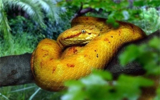 Chuyện dựng tóc gáy về đảo rắn - nơi được coi là &quot;thánh địa&quot; của những loài rắn kinh hoàng nhất thế giới - Ảnh 1.