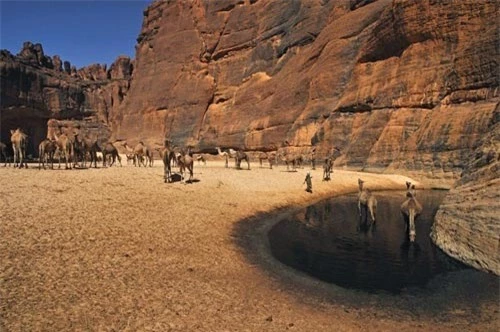"Khách sạn” của lạc đà giữa sa mạc Sahara - 2