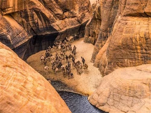 "Khách sạn” của lạc đà giữa sa mạc Sahara - 4