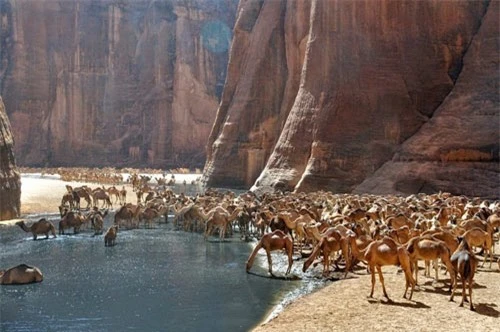 "Khách sạn” của lạc đà giữa sa mạc Sahara - 7