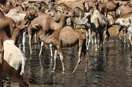 "Khách sạn” của lạc đà giữa sa mạc Sahara - 8