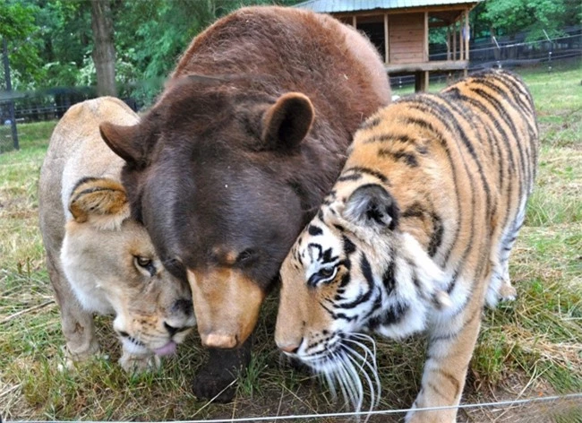 Tình bạn đặc biệt giữa những động vật khác loài - 12