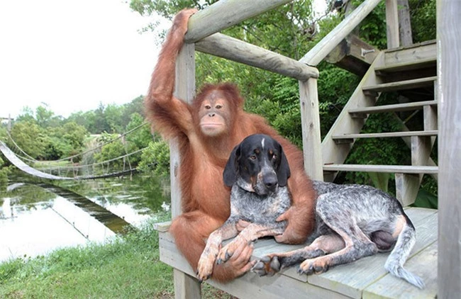 Tình bạn đặc biệt giữa những động vật khác loài - 21
