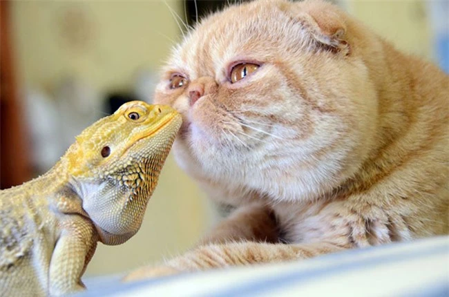 Tình bạn đặc biệt giữa những động vật khác loài - 6