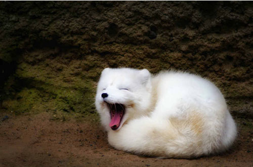 7 loài cáo đẹp, độc, lạ "đốn tim" người đối diện