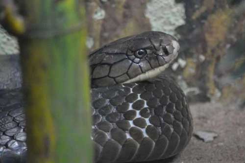 Cơ chế nào giúp rắn không bao giờ bị nhiễm nọc độc của chính nó?