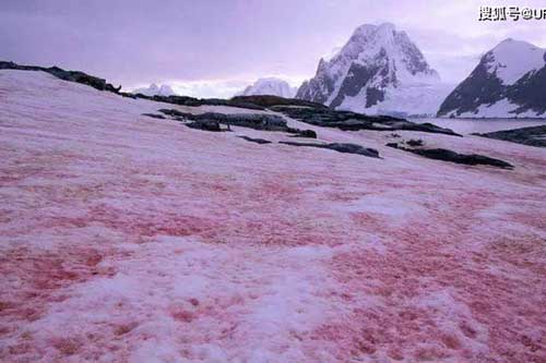 "Tuyết dưa hấu" lại xuất hiện, Nam Cực chìm trong màu đỏ