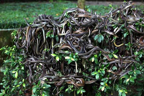 Chuyện dựng tóc gáy về đảo rắn - nơi được coi là "thánh địa" của những loài rắn kinh hoàng nhất thế giới