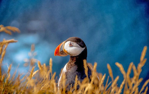 Đến Iceland làm bạn với chim biển