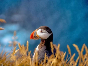 Đến Iceland làm bạn với chim biển