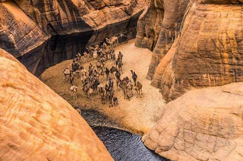 "Khách sạn” của lạc đà giữa sa mạc Sahara
