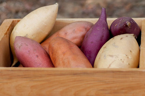 Công dụng thần kỳ ít người biết của khoai lang