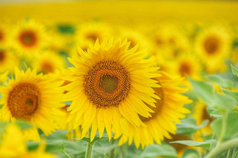 9 bí mật thú vị nhưng ít người biết về hoa hướng dương