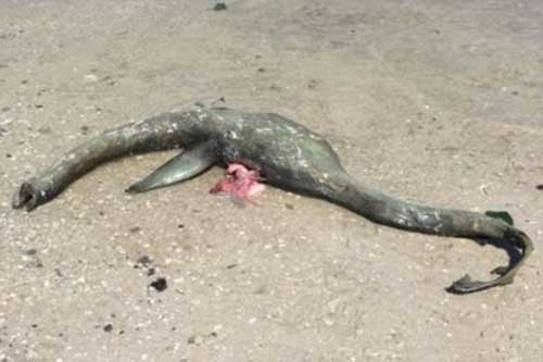 Xác sinh vật giống quái vật hồ Loch Ness dạt vào bờ