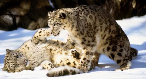 Sức sống diệu kỳ trên “mái nhà thế giới” kỳ vĩ