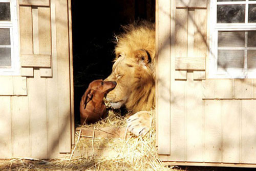 Tình bạn đặc biệt giữa những động vật khác loài