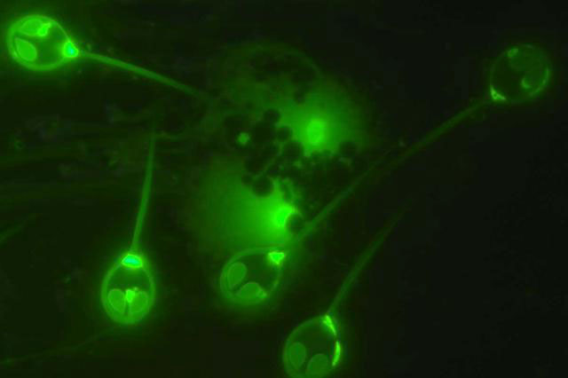 Các nhà khoa học phát hiện ra sinh vật có đôi mắt giống người ngoài hành tinh, có thể sống mà không cần thở