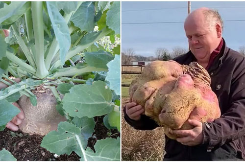 Củ cải 'khổng lồ' nặng nhất thế giới với trọng lượng 29 kg