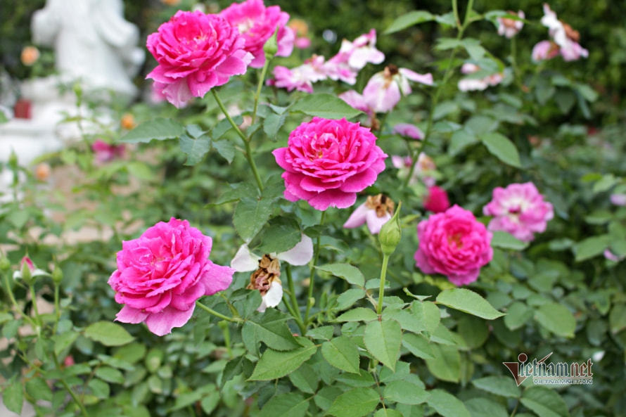 Những lời chúc ngày 8/3 hay và ý nghĩa