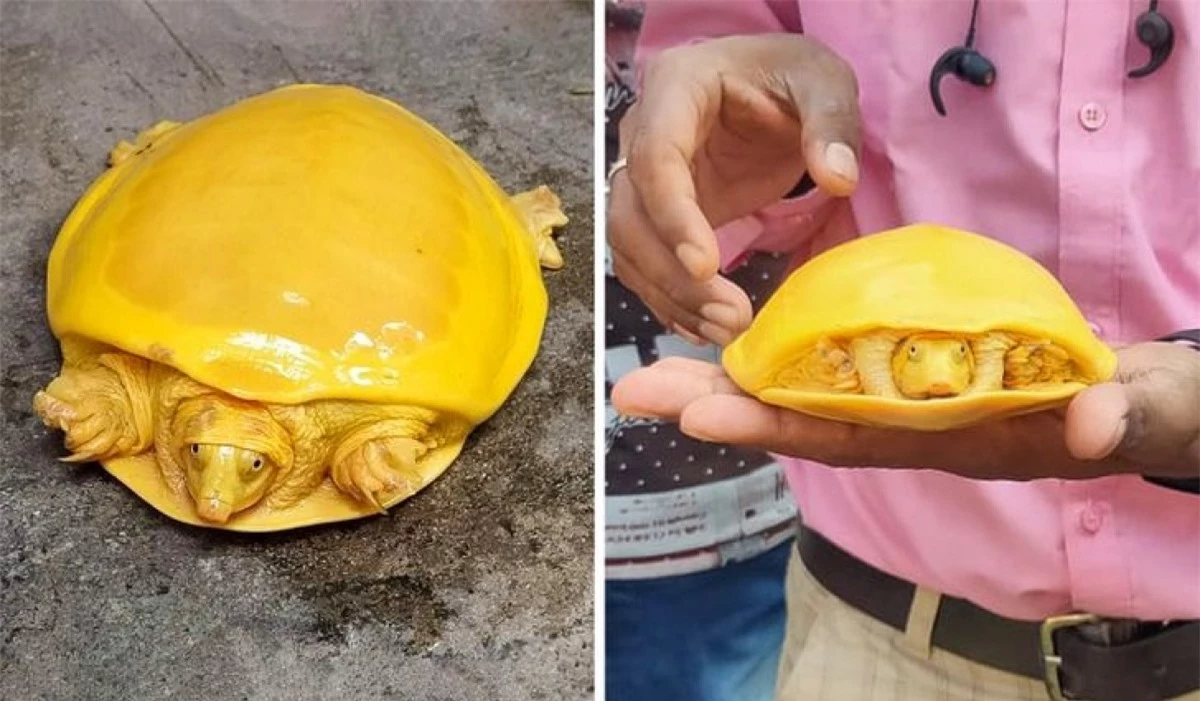 Một chú rùa vàng hiếm được tìm thấy ở Ấn Độ.