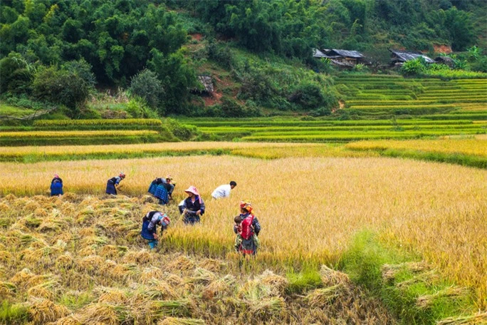 Mùa vàng Bắc Yên - Ảnh 7.