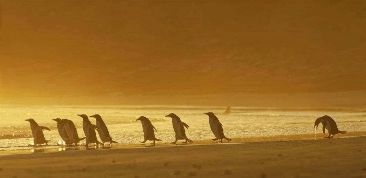 Khoảnh khắc đáng yêu của những chú chim cánh cụt được nhiếp ảnh gia Christina Holfelder ghi lại ở quần đảo Falkland.