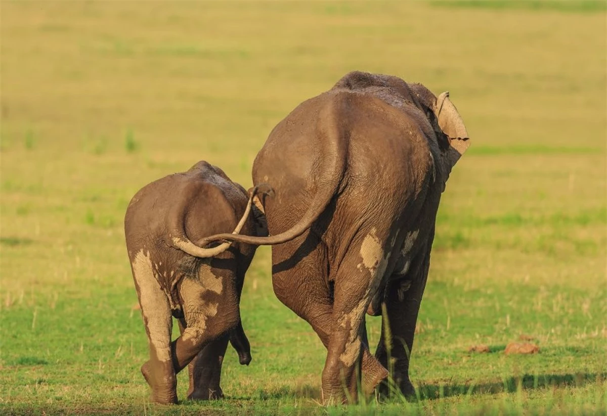 Bức ảnh "mẹ nào con nấy" đã được nhiếp ảnh gia Jagdeep Rajput ghi lại ở Vườn Quốc gia Corbett, Ấn Độ.