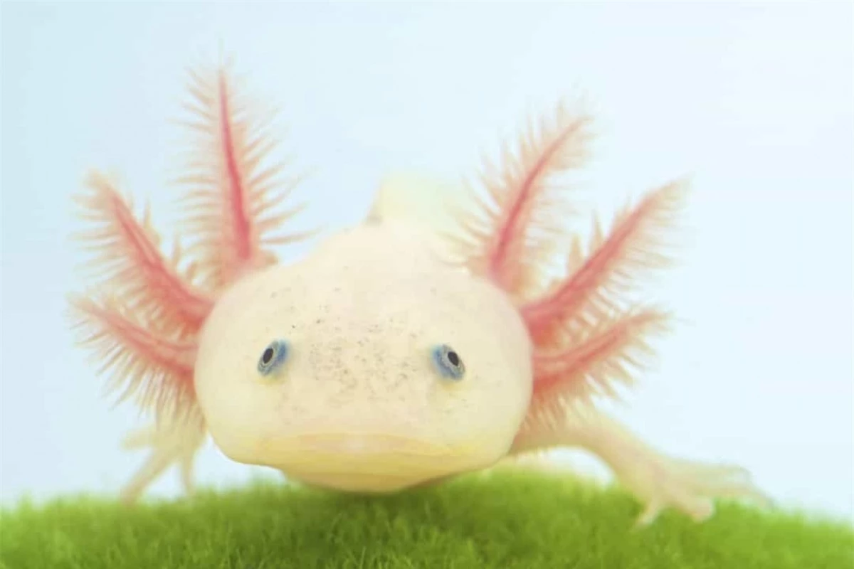 Axolotl còn được biết tới là kỳ giông Mexico hay cá đi bộ Mexico. Loài động vật này có vẻ ngoài đặc biệt và khả năng tự chữa lành khi có thể mọc lại các chi sau khi chúng bị đứt lìa.