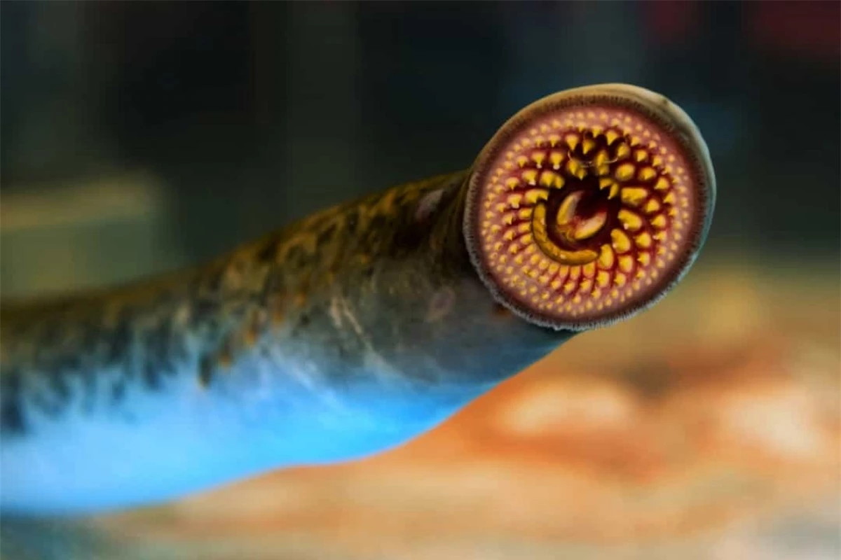 Cá mút đá là loài cá nước ngọt, tương tự như lươn, nhưng chúng có một cái miệng trông chẳng khác nào một loài quái vật đáng sợ.