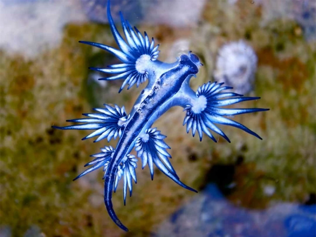 Sên biển còn được gọi là "rồng xanh" bởi màu sắc và hình dạng của nó. Loài động vật này chỉ dài khoảng 4cm và bơi theo chiều thẳng đứng.