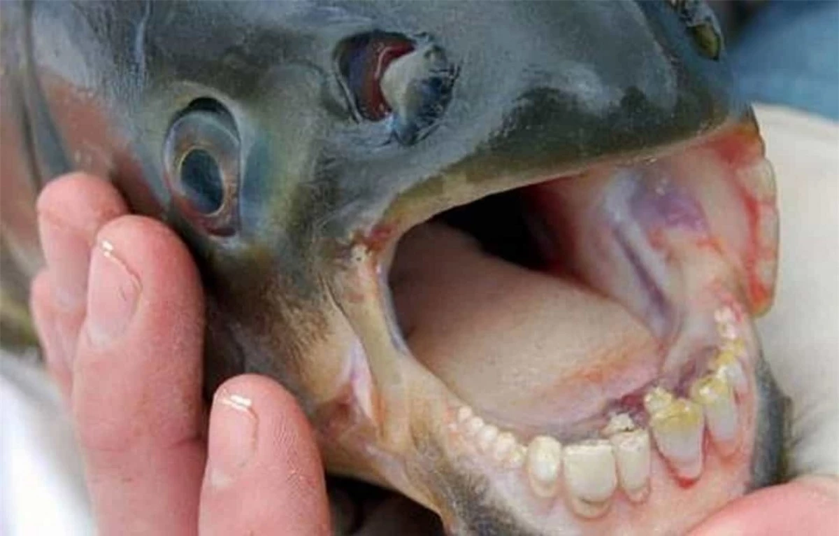 Mặc dù cá Pacu có hàm răng khá đáng sợ nhưng chúng gần như vô hại khi chỉ ăn các loại thực vật dưới biển, ốc sên và các loại hạt.
