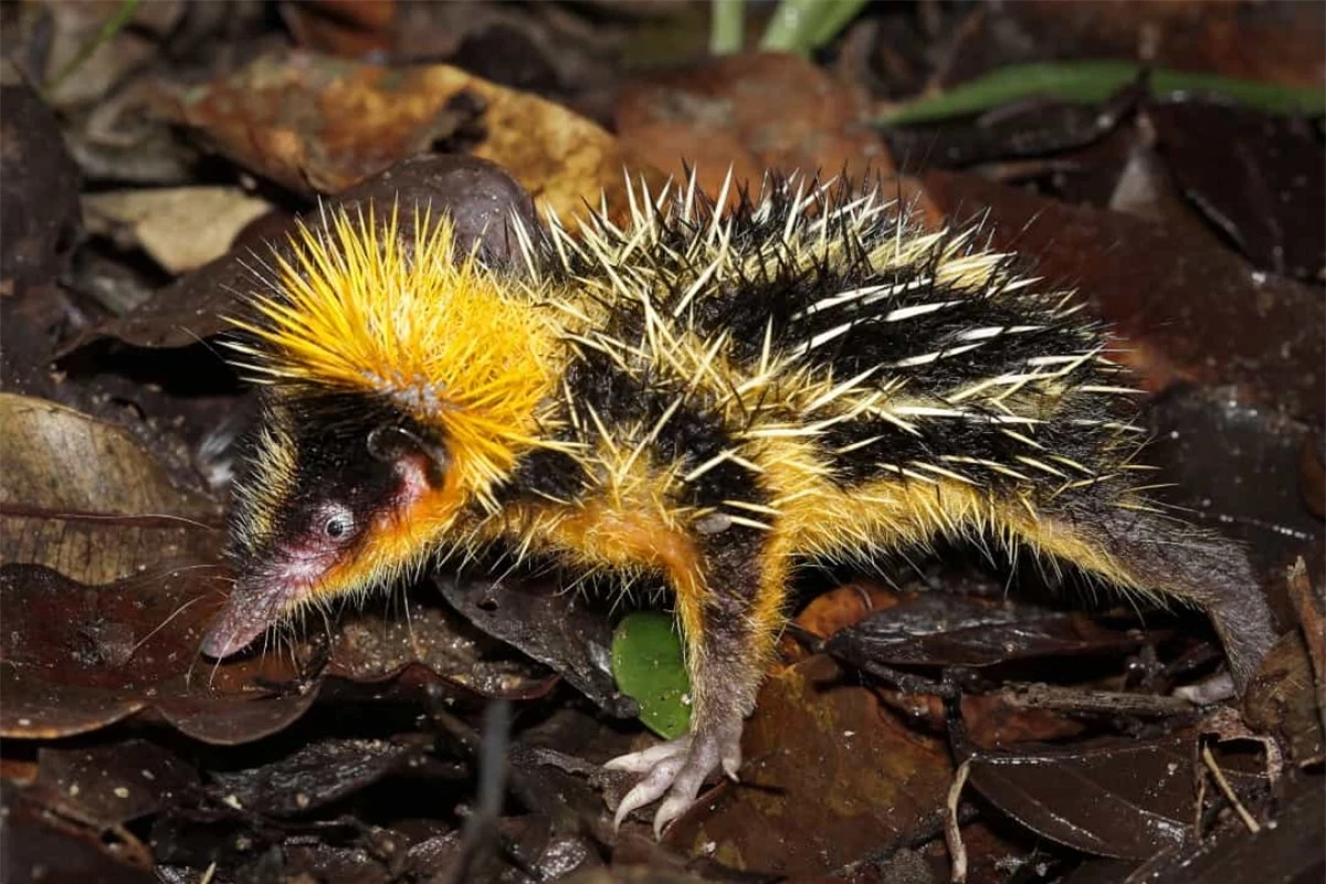 Nhím sọc vằn Lowland Streaked Tenrec là một loài động vật có vú thường được tìm thấy ở Madagascar. Nó là loài động vật có vú duy nhất có thể tạo ra những âm thanh tương tự như rắn đuôi chuông.